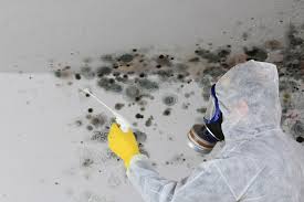 Best Mold Damage Restoration  in Garner, NC